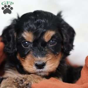 Rainbow, Cavapoo Puppy